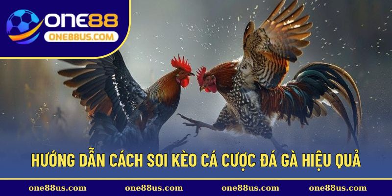 Hướng dẫn cách soi kèo cá cược đá gà hiệu quả