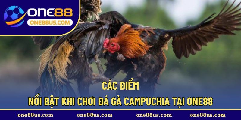 Các điểm nổi bật khi chơi đá gà Campuchia tại ONE88