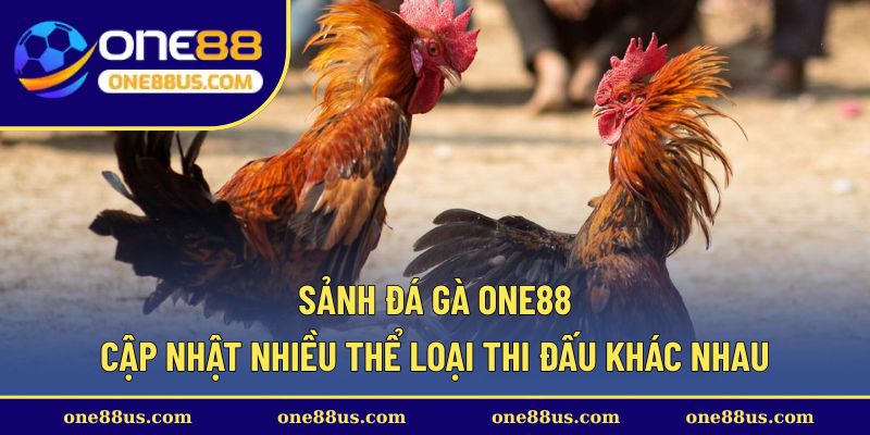 Sảnh đá gà ONE88 cập nhật nhiều thể loại thi đấu khác nhau