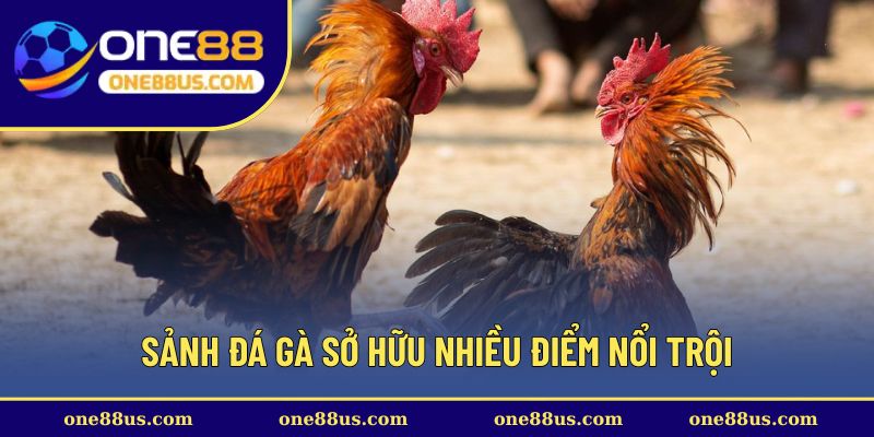 Sảnh đá gà sở hữu nhiều điểm nổi trội
