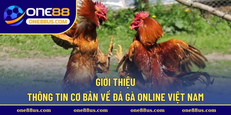 Giới thiệu thông tin cơ bản về đá gà online Việt Nam