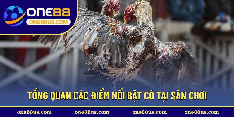 Tổng quan các điểm nổi bật có tại sân chơi