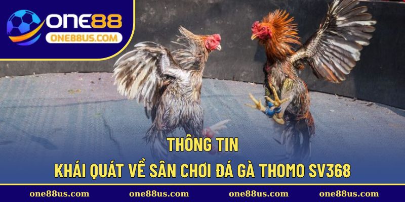 Thông tin khái quát về sân chơi đá gà Thomo SV368