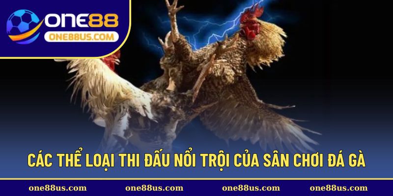 Các thể loại thi đấu nổi trội của sân chơi đá gà